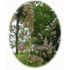 view details of CLUSTERED BELLFLOWER seeds (campanula glomerata)