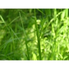 view details of Crested Hairgrass (koeleria macrantha)