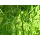 view details of Cocksfoot (dactylis glomerata)