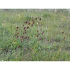 Quaking grass (briza media)