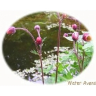 view details of PHEASANT`S EYE seeds (adonis annua)