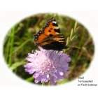 view details of BULBOUS BUTTERCUP seeds (ranunculus bulbosus)