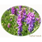 view details of HEDGEROW CRANESBILL seeds (geranium pyrenaicum)