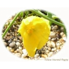 view details of SCENTED MAYWEED seeds (matricaria recutita)
