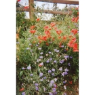 view details of Cornfield Annuals seed mix -SPECIAL mix