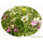 Spring Meadow Selection