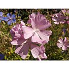 view details of CORN POPPY seeds (papaver rhoeas)