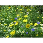 Pale Blue Mist annual wildflower seeds