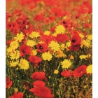 view details of General Purpose Wildflowers- 100% wild flower seed mix