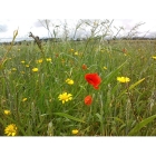 Golden Glory annual wildflower seeds