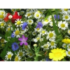 view Cornfield Annuals Seed Mix -STANDARD mix details