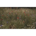 Cornfield Annuals Seed Mix -STANDARD mix