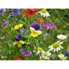 view details of Woodland and Hedgerow Wildflowers- 100% wild flower seed mix