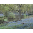 English Bluebell bulbs (hyacinthoides-non-scripta)