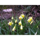 view Wild Daffodil bulbs (narcissus lobularis) details