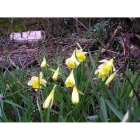 Wild Daffodil bulbs (narcissus lobularis)