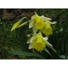 Wild Daffodil bulbs (narcissus lobularis)