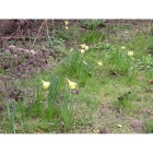 Wild Daffodil bulbs (narcissus lobularis)