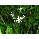 view details of Wild Daffodil bulbs (narcissus lobularis)