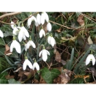 Snowdrop bulbs (galanthus nivalis)