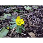 Winter Aconite bulbs (eranthis hyemalis)