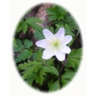 view Wood Anemone rhizomes (anemone nemorosa) details