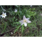 Wood Anemone rhizomes (anemone nemorosa)