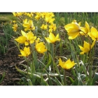 Wild Tulip bulbs (tulipa sylvestris)