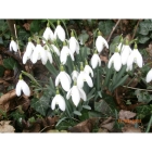 view Snowdrop plants in the green (galanthus nivalis) details