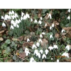 Snowdrop plants in the green (galanthus nivalis)