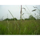 Clay and Loam Soil Meadow grass mix (100% Meadow Grass mix)