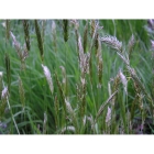 Clay and Loam Soil Meadow grass mix (100% Meadow Grass mix)