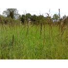 Clay and Loam Soil Meadow grass mix (100% Meadow Grass mix)