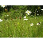 Chalk and Limestone Wildflowers- 100% wild flower seed mix