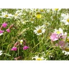 view details of Golden Glory annual wildflower seeds