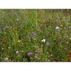 Loam Soil Wildflowers- 100% wild flower seed mix