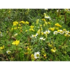 view details of Meadow seed mix for Wet Soils -Wildflower and Grass Mix