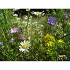 view details of Wildflowers for Fertile soils- 100% wild flower seed mix