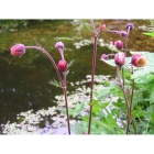 Pond Edge Wildflowers- 100% wild flower seed mix