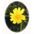 AUTUMN HAWKBIT seeds (leontodon autumnalis)