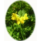 BIRDSFOOT TREFOIL seeds (lotus corniculatus)