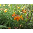 BIRDSFOOT TREFOIL seeds (lotus corniculatus)