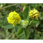 BLACK MEDICK seeds (medicago lupulina)