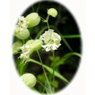 BLADDER CAMPION seeds (silene vulgaris)