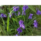 BLUEBELL seeds (hyacinthoides non-scripta)