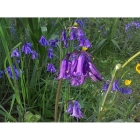 BLUEBELL seeds (hyacinthoides non-scripta)