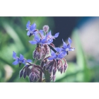 view details of BLUEBELL seeds (hyacinthoides non-scripta)