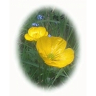 BULBOUS BUTTERCUP seeds (ranunculus bulbosus)