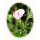 SPINY RESTHARROW seeds (ononis spinosa)