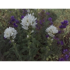 CLUSTERED BELLFLOWER seeds (campanula glomerata)